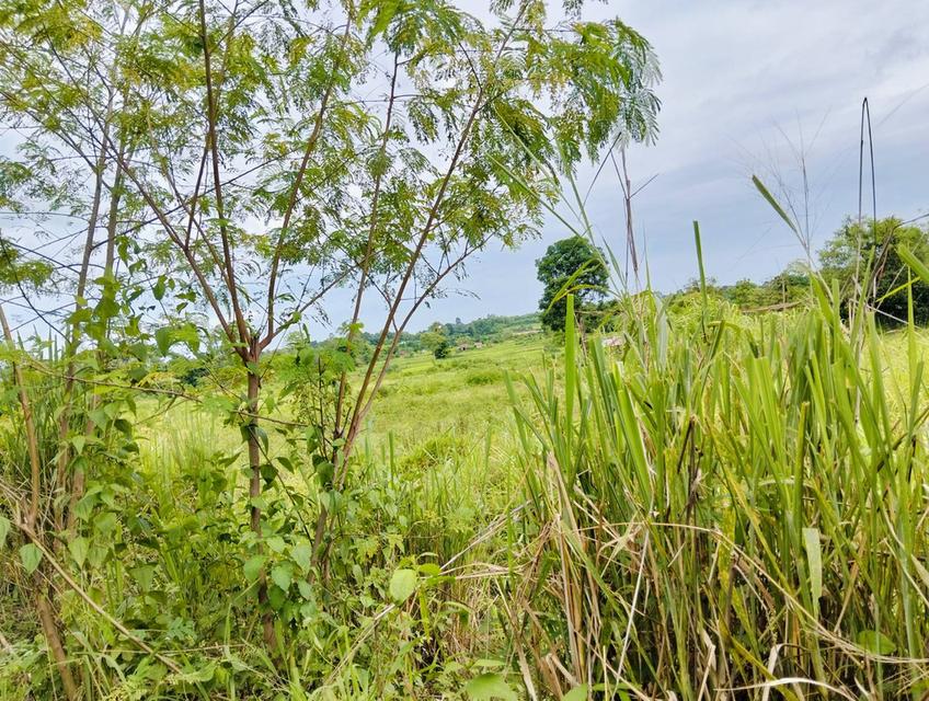 ขายที่ดิน 3 ไร่ ไกล้วัดหลวงตามหาบัว 3