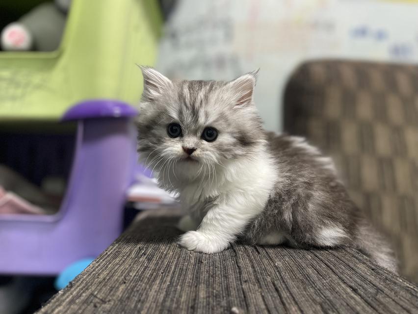 น้องเจ๊ไฝ(เพศเมีย)เกิด19/9/68 18