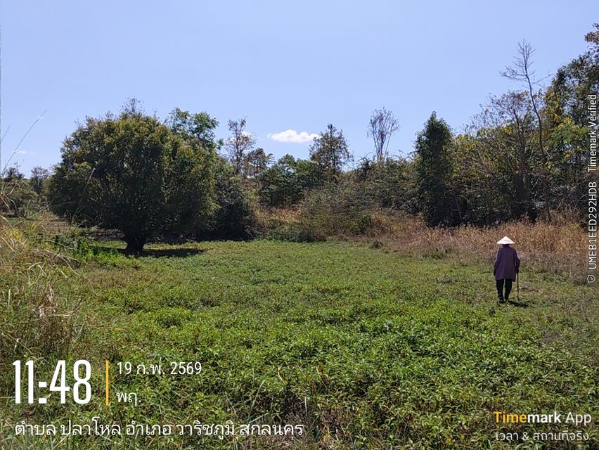 ด่วนขายที่ดิน13ไร่เศษฉโนดครุฑแดงโอนฟนีไม่มีค่าใช้จ่ายต่อรองราคาได้เจ้าของขายเอง 5