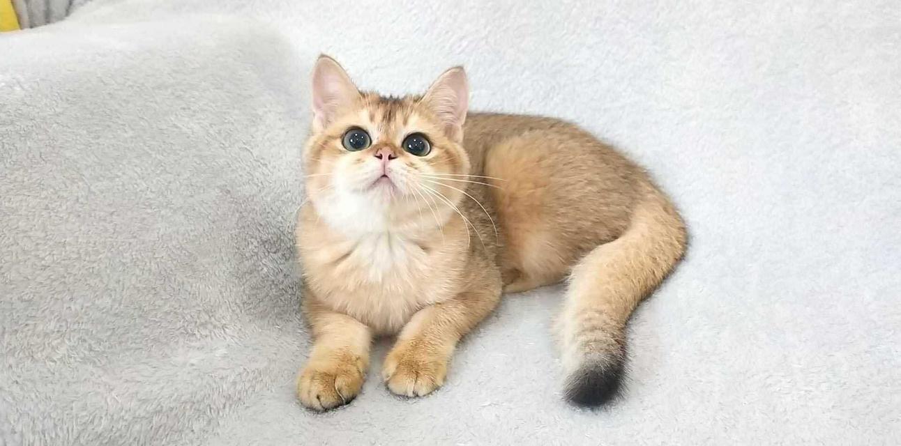 British Shorthair BOY 8