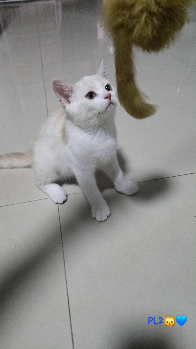 น้องแมวพร้อมย้ายบ้าน 14