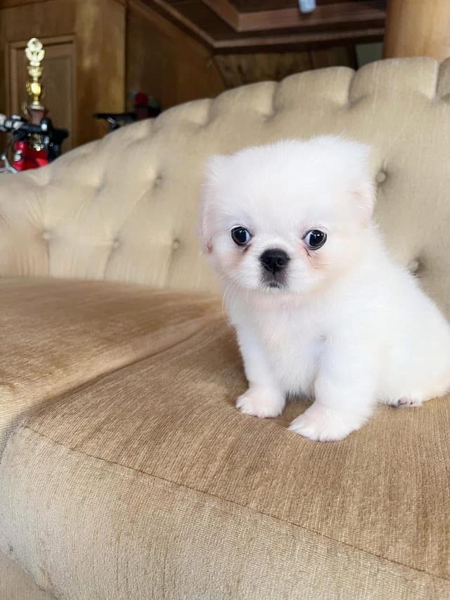 ลูกสุนัข Pekingese 2