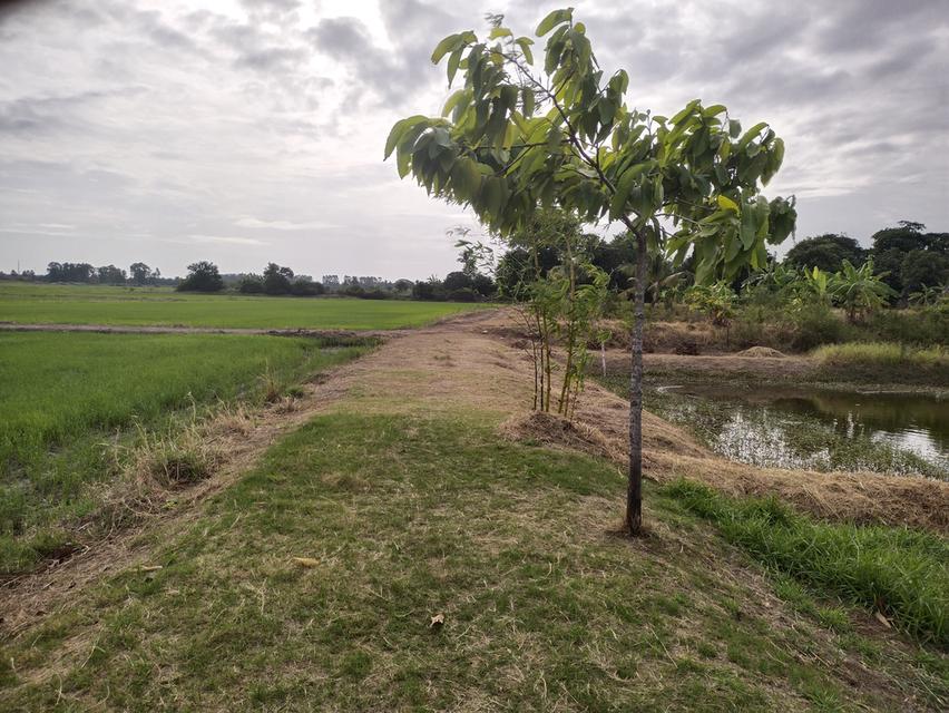ที่ดินเกษตร