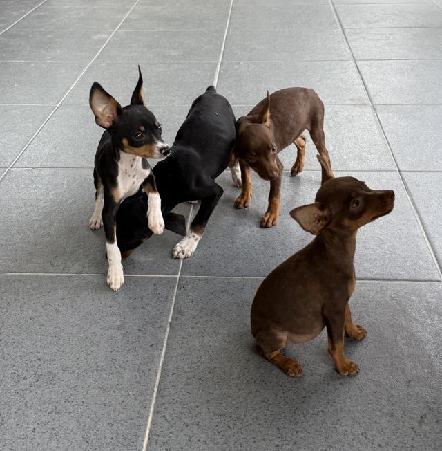 ลูกสุนัขพันธุ์มิเนเจอร์ (Miniature Dogs) 15