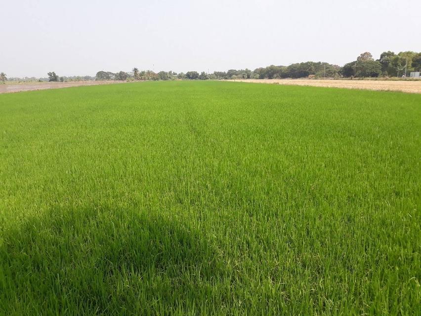 ขายที่ดิน 14 ไร่ 3 งาน 63 ตารางวา ปทุมธานี บางเตย สามโคก ติดสนามยิงปืนราชสีห์ 4