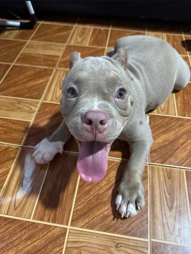 american bully 2