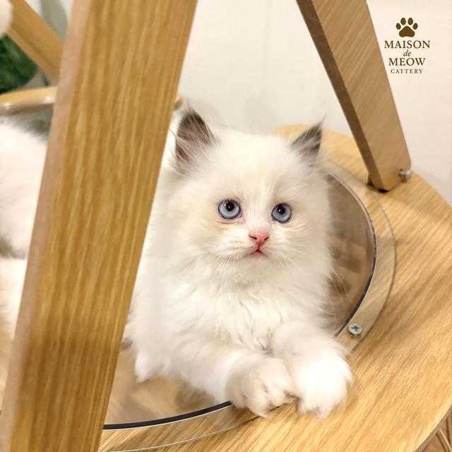 เปอร์เซีย ดญสีเหมือนแรคดอลล์ รูปที่ 3