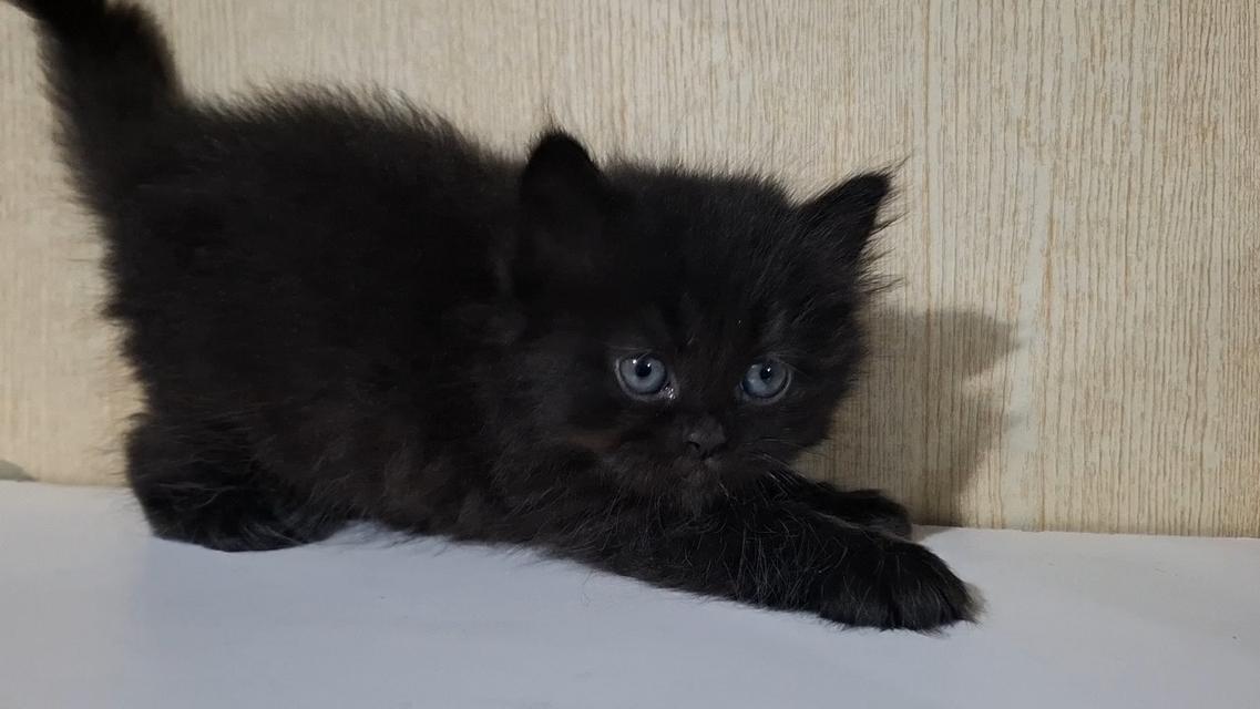 ลูกแมวบริติช British Shorthair , British Longhair รูปที่ 11