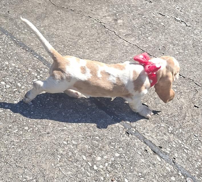 บาสเซ็ตฮาว์ดใบเพ็ดสมาคมพัฒนาพันธุ์สุนัข 19