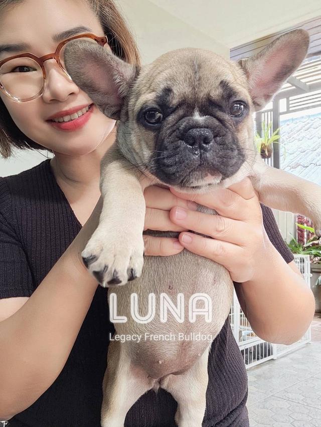 LUNA ลูกสุนัขเฟรนช์บูลด็อก เพศเมีย สีฟอว์น 9
