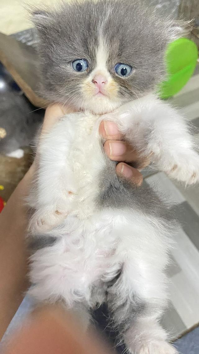 เปอร์เซียแท้ หาบ้าน🐯 4