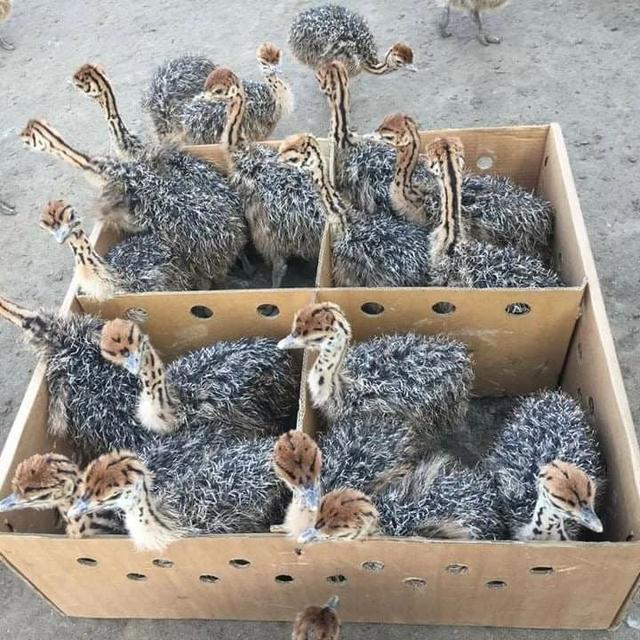 Ostrich chicks for sale  WhatsApp me : +66 63 826 3042