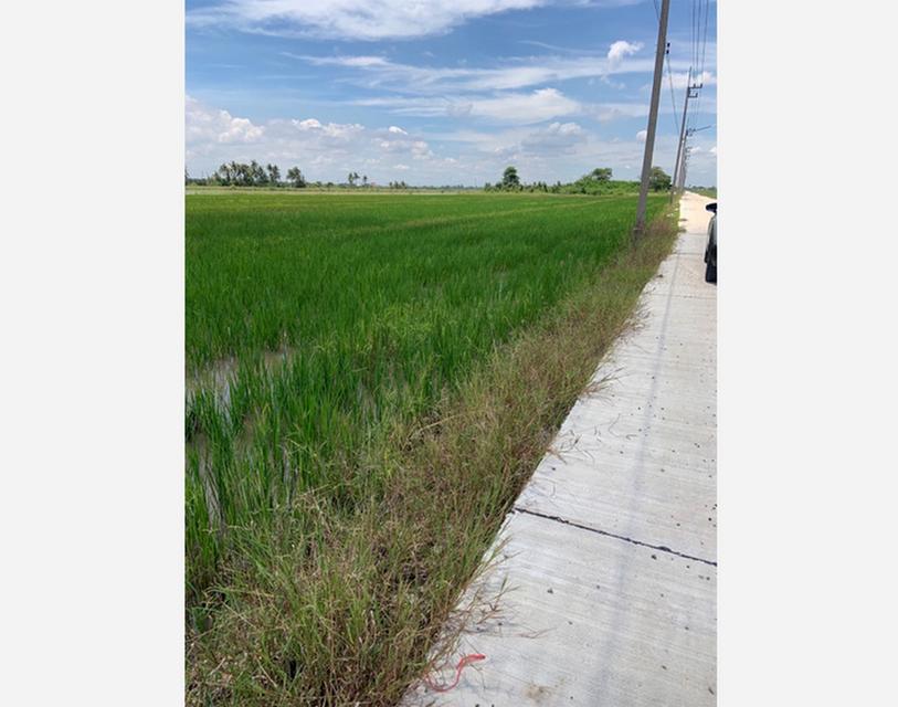 ขายที่ดินเปล่า 2 ไร่ หน้ากว้าง 54 เมตร ลึก 60 เมตร ถนนลำลูกกา คลอง 10 บึงทองหลาง ลำลูกกา ปทุมธานี 3