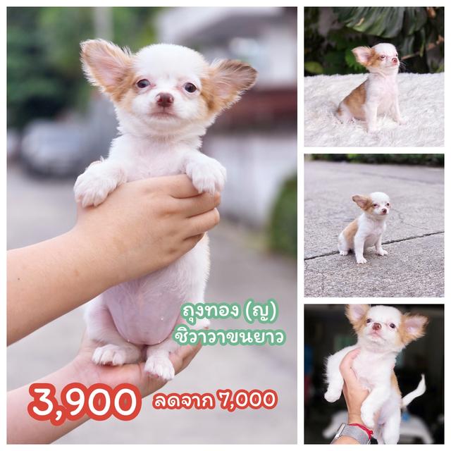 น้องถุงทองชิวาวาขนยาวเพศเมีย 8