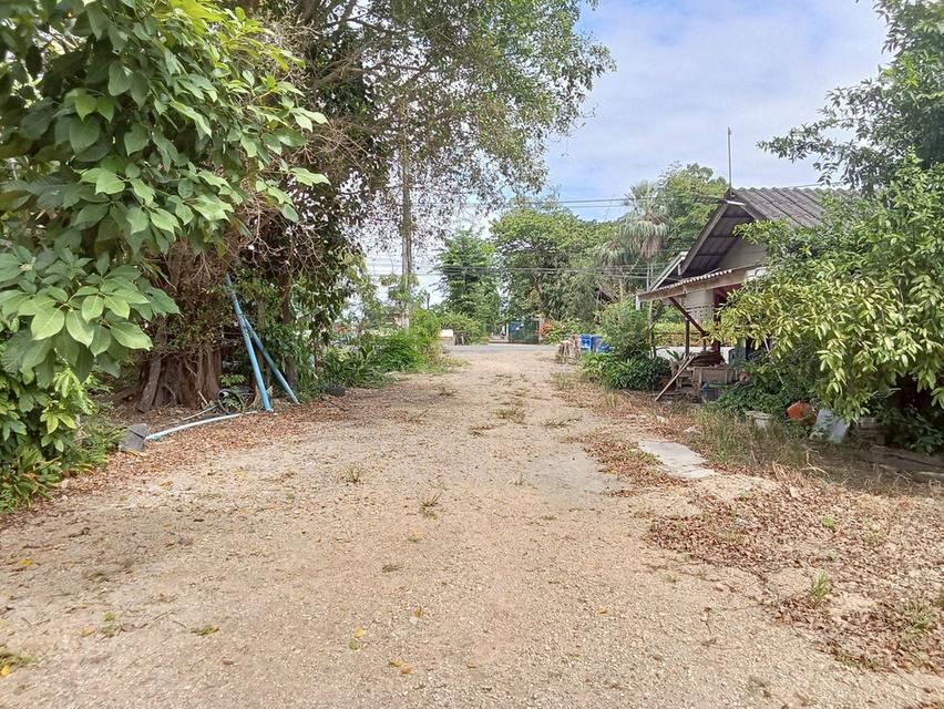 ขายที่ดินเปล่า ติดถนนผดุงพันธ์ หนองจอก กรุงเทพมหานคร 4