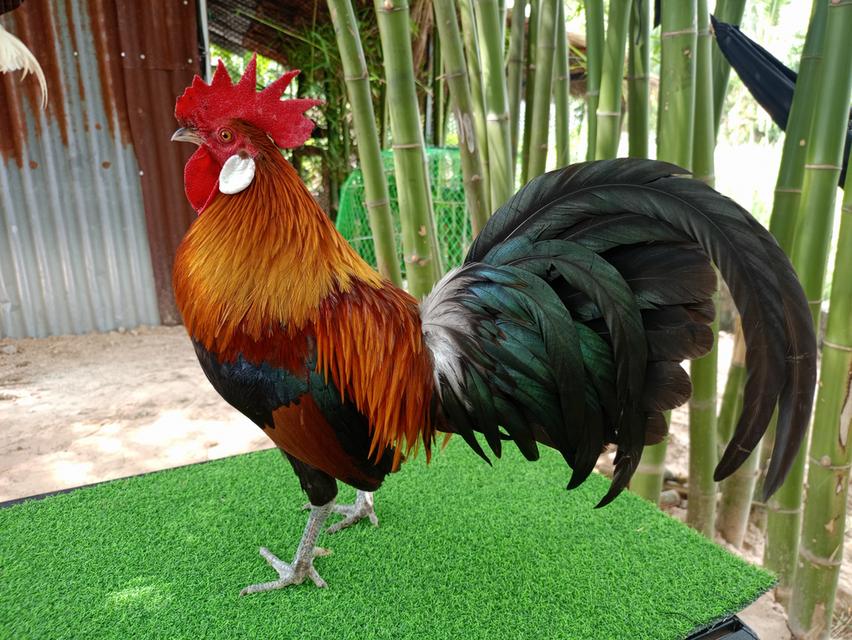 รัฐชนาวีฟาร์ม อนุรักษ์ไก่ต่อไทย