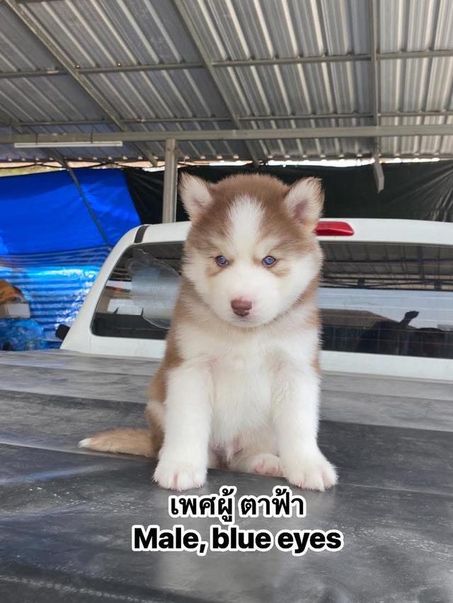 ❌ได้บ้านแล้ว❌ไซบีเรียฮักกี้ ขนยาว