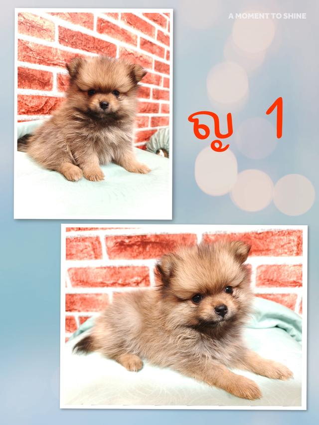 สุนัขพันธุ์ปอมแท้ 100%