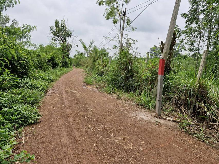 ขายที่ดินบ้านซ่อง 32 ไร่ ขายเหมา8.9ล้าน มีบ่อน้ำ เหมาะทำฟาร์ม ใกล้ถนนเส้น319-800เมตร อ.พนมสารคาม ฉะเชิงเทรา 2
