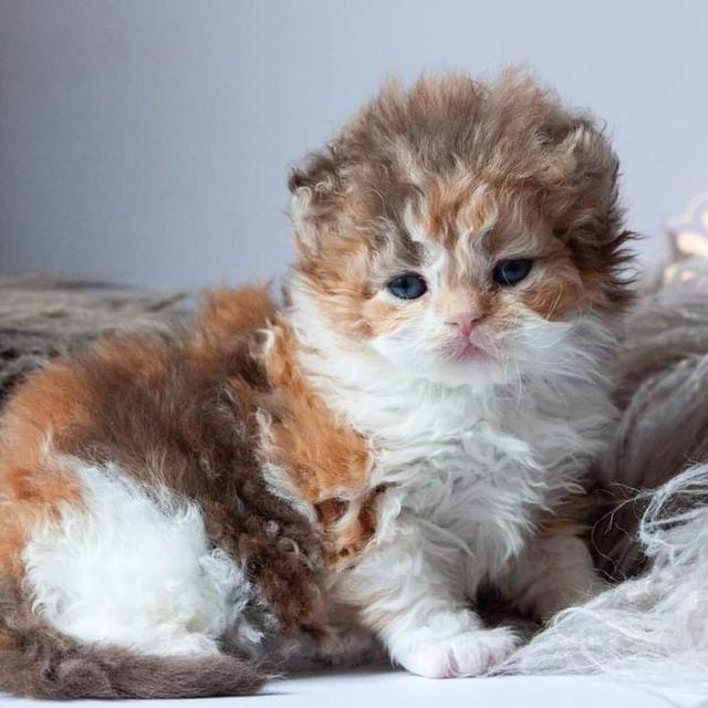 selkirk rex พันธุ์แท้ 100%