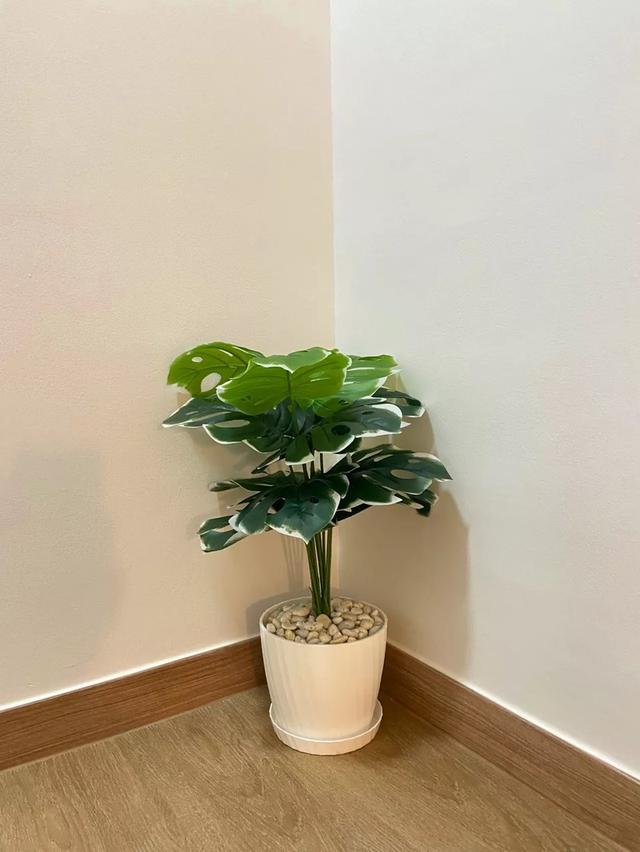 ต้นไม้ปลอม Monstera สวยมินิมอล