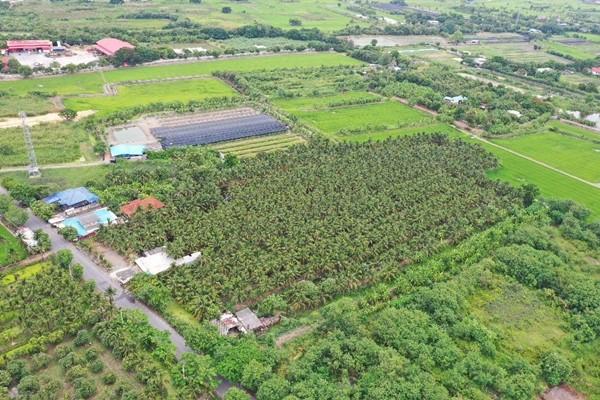 พื้นที่สวนมะพร้าว วิไลลักษณ์ ขายที่ดินพร้อมสวนมะพร้าว บางใหญ่ นนทบุรี เนื้อที่ 7 ไร่ 2 งาน 11 ตรว. โทร 088-2559999 เจ้าของขายเอง 2