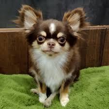 ชิวาวา (Chihuahua) 3