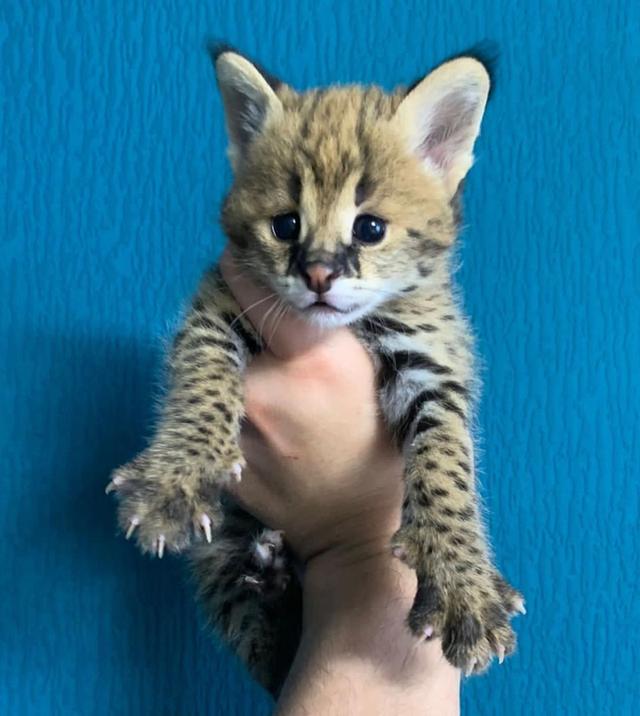 Exotic Serval Kittens