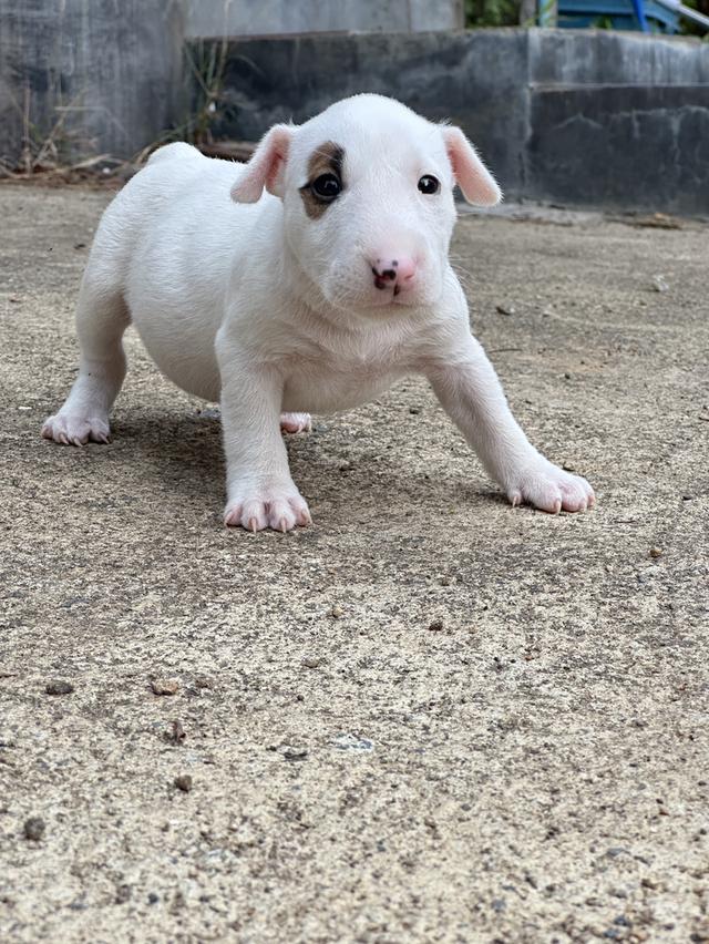 บลูเทอเรีย Bullterrier std