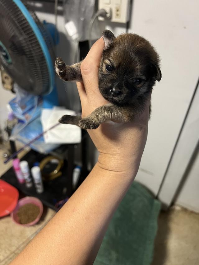 ลูกสุนัขชิวาวาไซค์มินิ รูปที่ 5