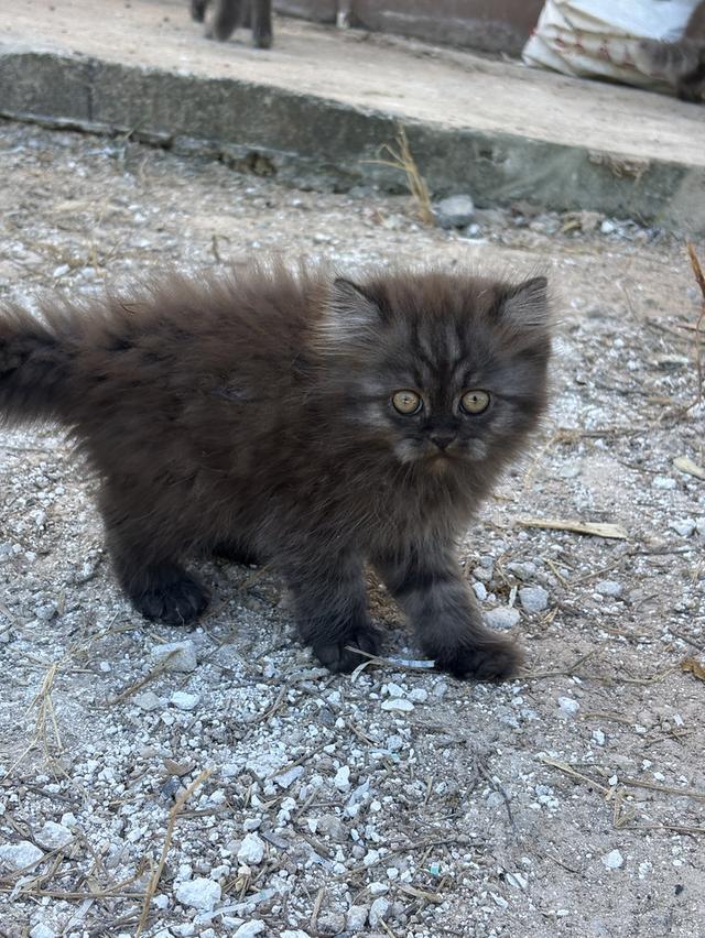 น้องแมวเปอร์เซียผสมสก๊อตติช 2000❗️