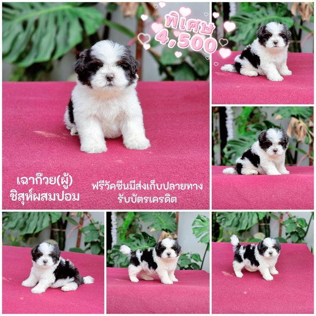 ชิสุห์ผสมปอม4หนุ่มหล่อ 3