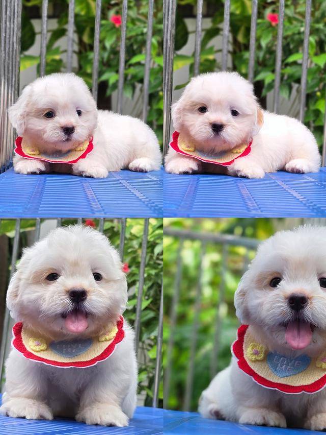 น้องชิสุผสม ขาสั้นน่ารัก