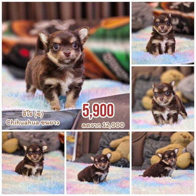 ชิวาวาแท้ขนยาว พิกัดรามอินทรา พร้อมย้ายบ้าน