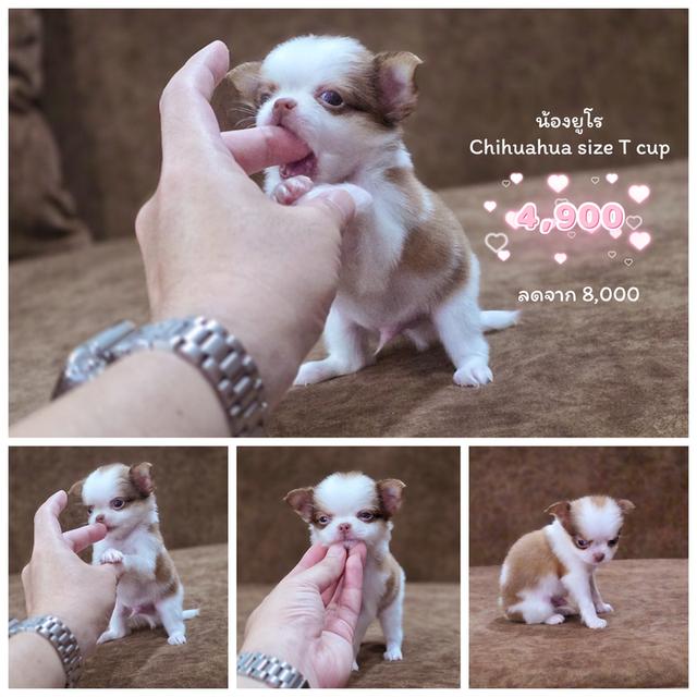 Chihuahua t cup น้องยูโรเพศผู้ 8