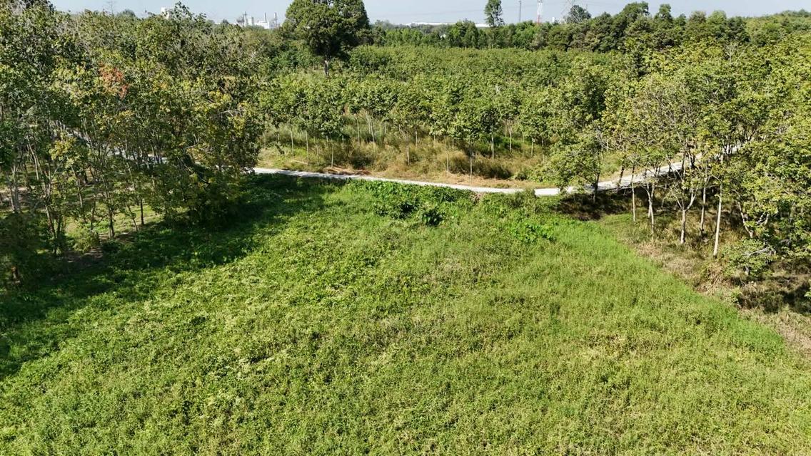 ขายที่ดินเปล่า 4-2-50 ไร่ ทำเลศักยภาพ ติดคลองกระเฉท น้ำไหลตลอดปี ใกล้นิคมอุตสาหกรรม ต.มาบข่า ระยอง 1