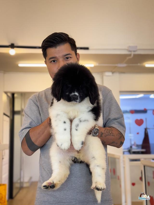 น้องนิวฟาวแลนด์ นำเข้าจากต่างประเทศ