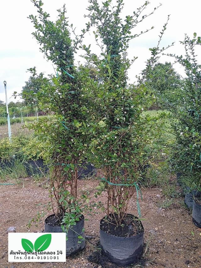 ชาแท่ง ชาดัด ชาฮกเกี้ยน