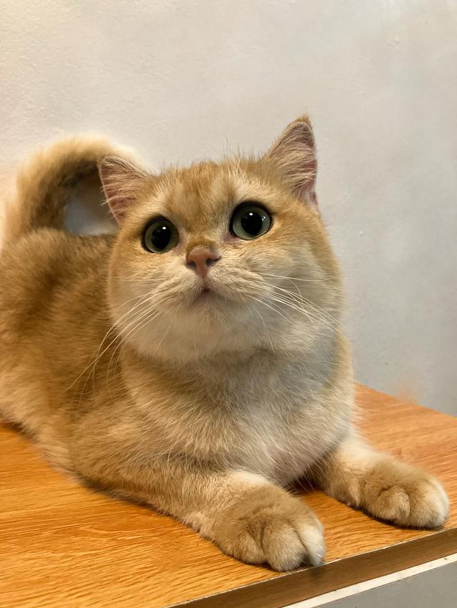 แม่พันธุ์British shorthair สายแชมป์