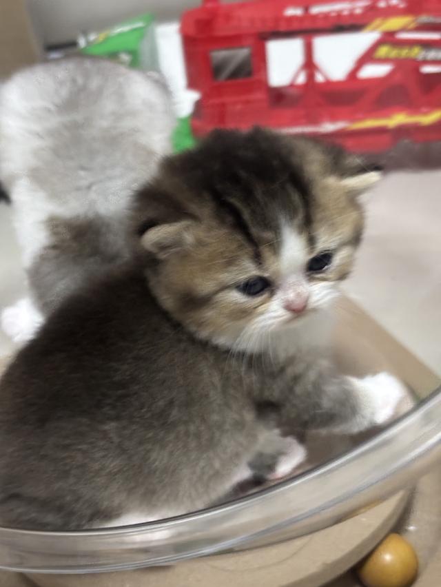แมวบริติช British shorthair 9