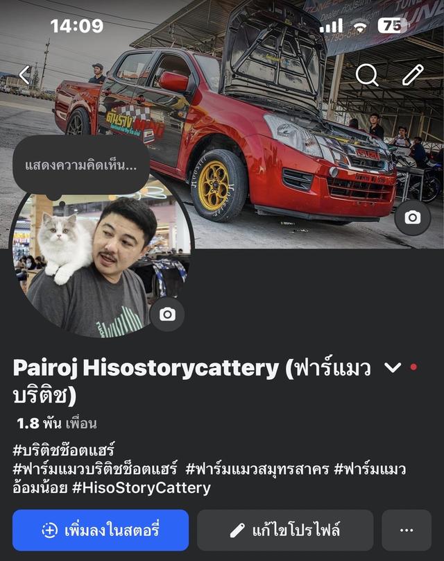 แมวบริติชช๊อตแฮร์เพศเมีย รูปที่ 4