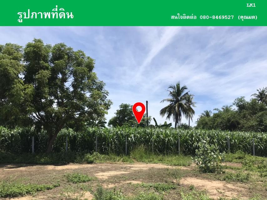 ขายที่ดินหนองลานพระแท่น(น้ำไม่ท่วม) 10
