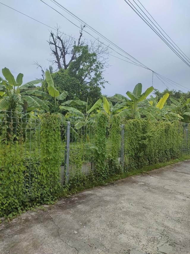 ขายที่ดินเปล่าถมแล้วในถนนลาดพร้าวซอย 48 กรุงเทพมหานคร 9