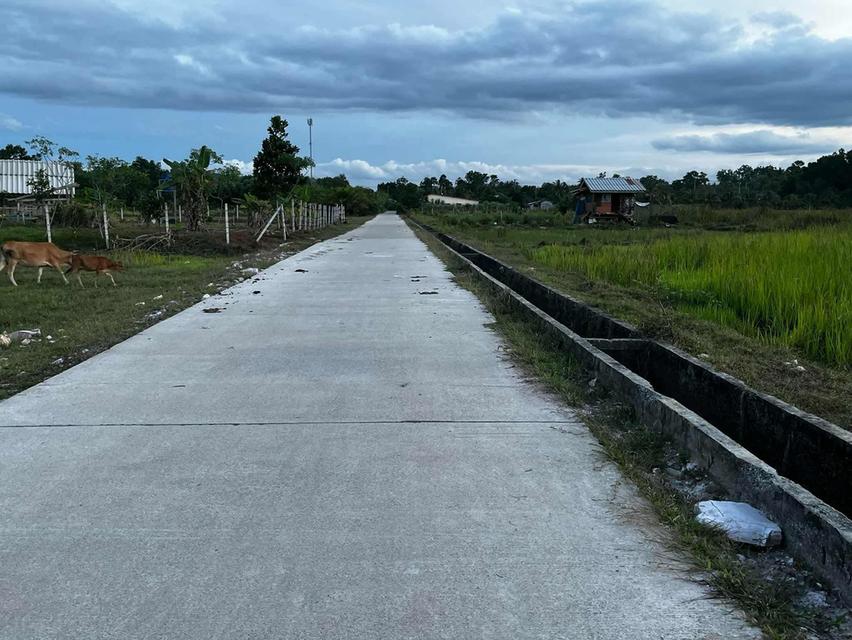 ขายด่วนที่ดินนา 4 ไร่ ติดถนนที่ดินอยู่ ตำบลสะพานไม้แก่น อำเภอจะนะ จังหวัดสงขลา ราคา 520000บาท