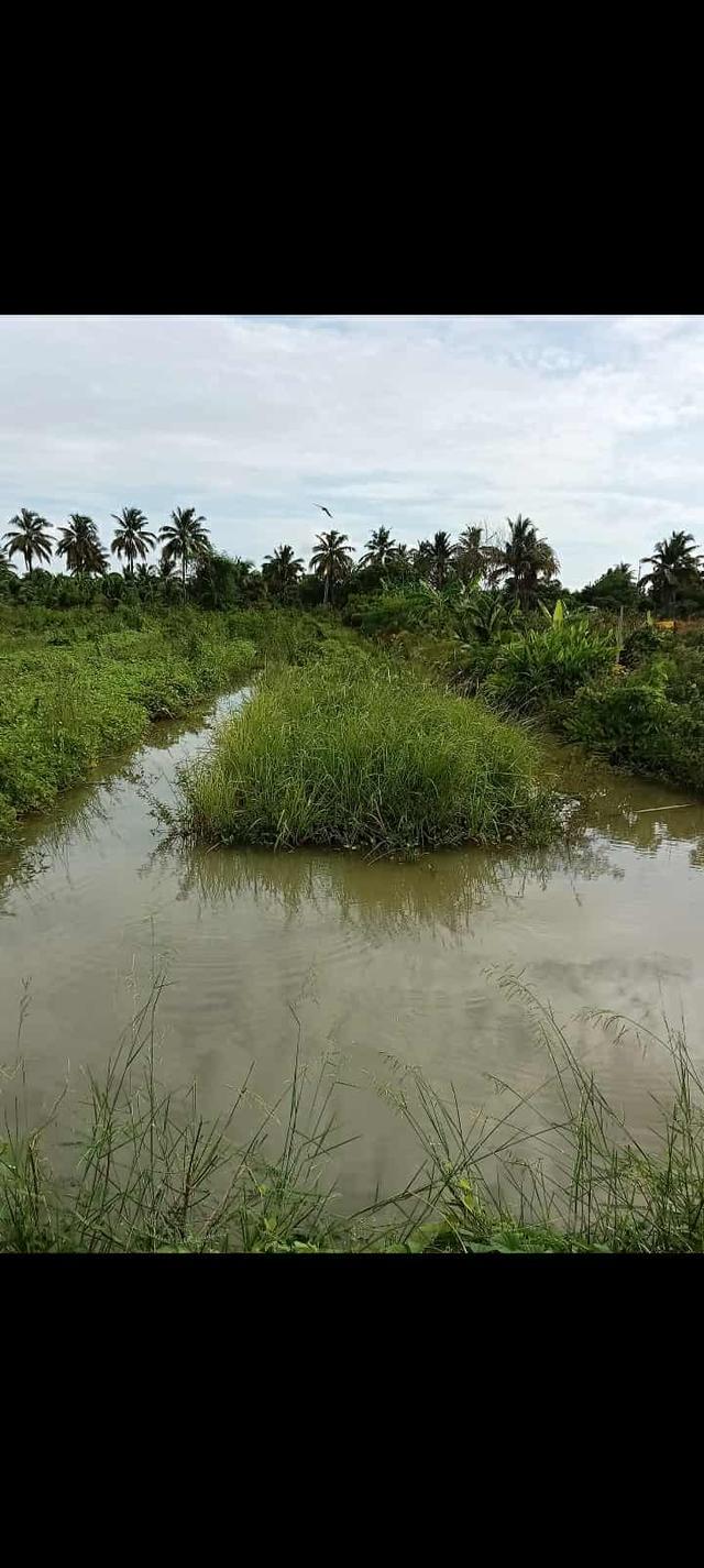 ที่ดิน 1