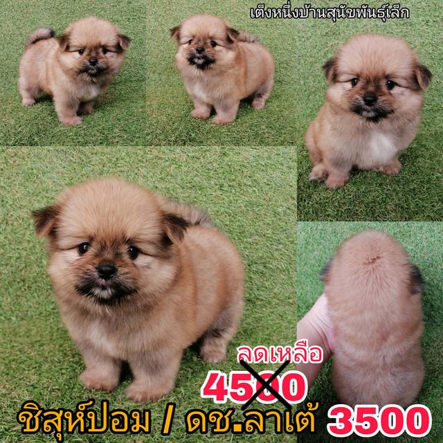 ด่วน!! ชิสุห์ผสมปอม ปกติ 4500 ลดเหลือ 3500 พร้อมย้าย