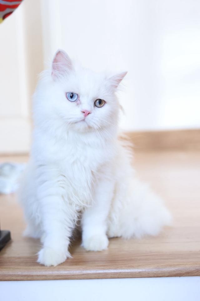 ขายแมวเปอร์เซียตาสองสีน่ารัก