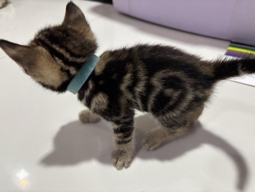 แมว American Shorthair 6