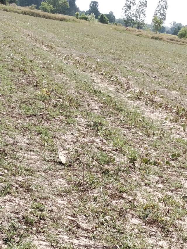 ที่ดินแปลงนา(สามารถทำการเกษตรได้ปลูกบ้านสวนได้ 4