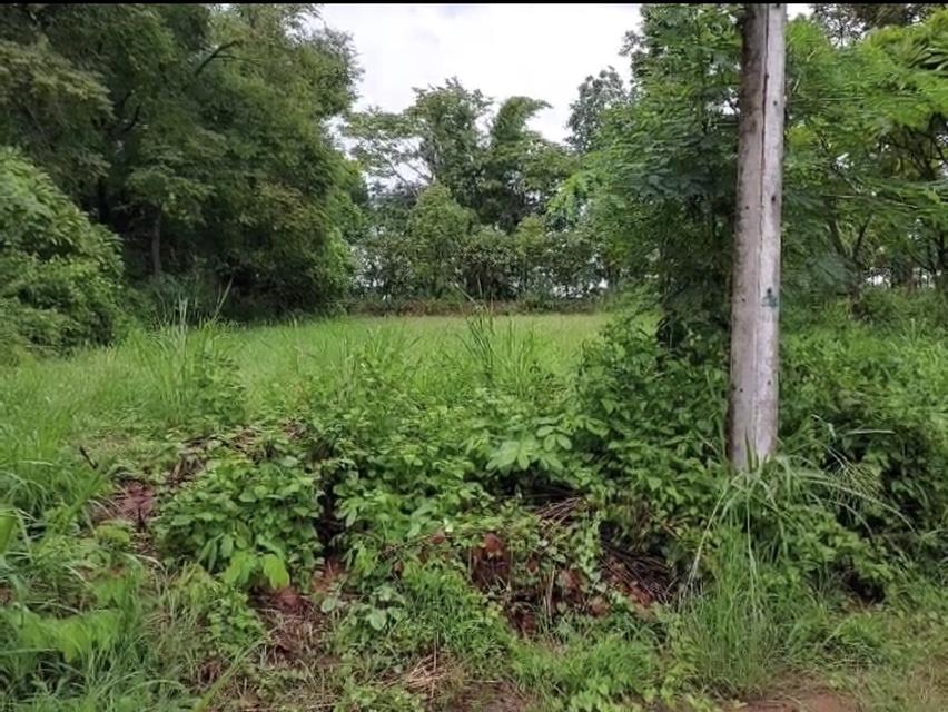 ที่ดินใกล้สนามกอล์ฟ Panorama สีคิ้ว 2งาน 6 ตารางวา 2